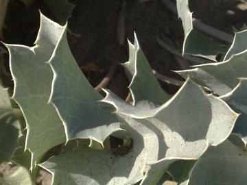 Pianta spinosa e coriacea -  Eryngium maritimum